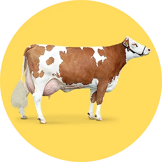 cow